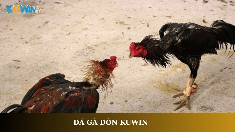 Đá gà đòn